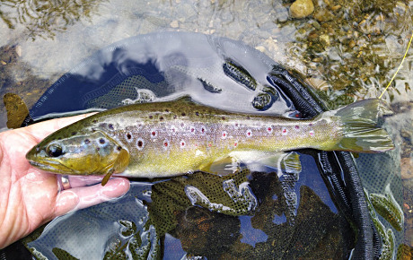 Pylon Pool Trout